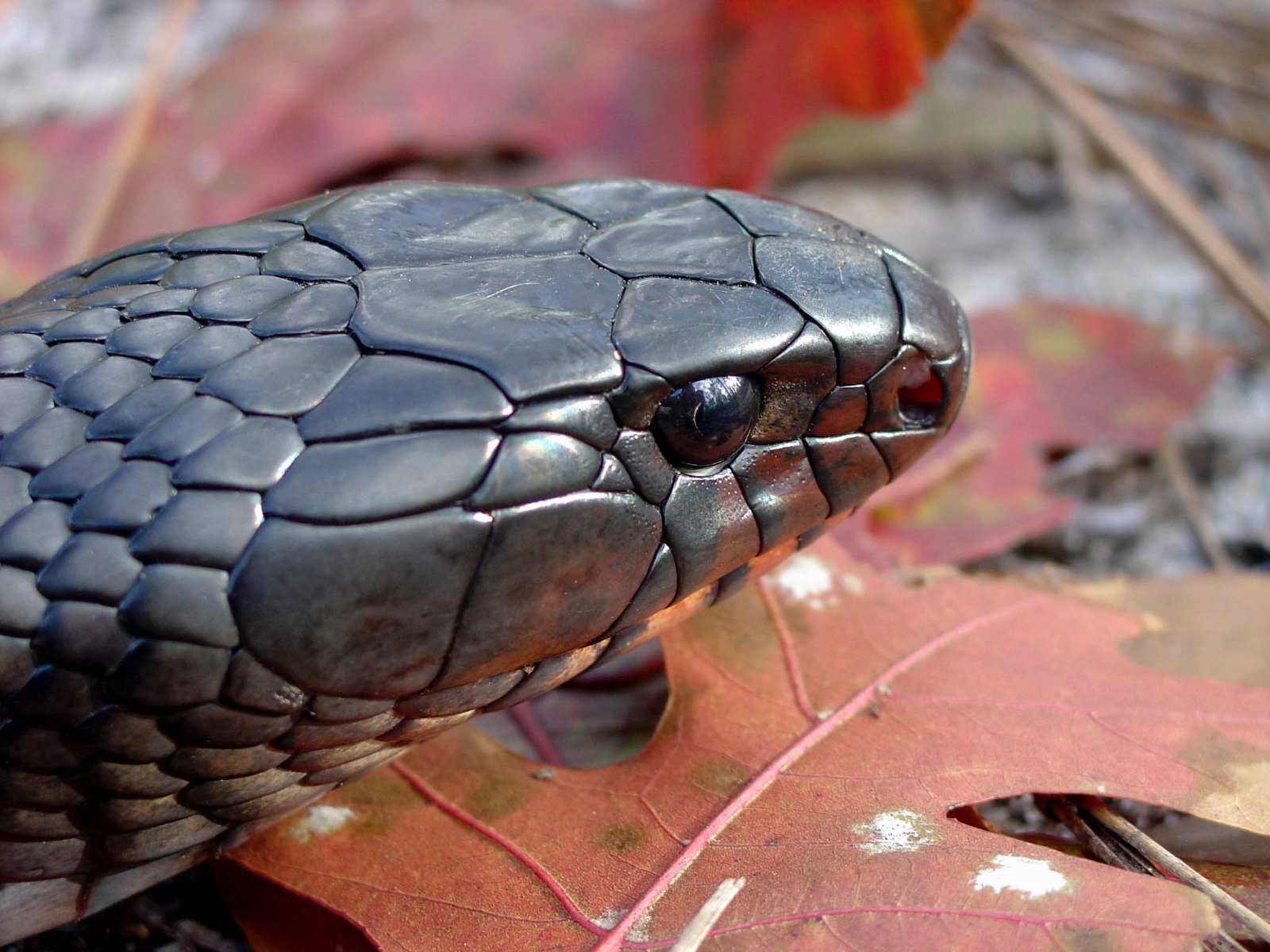 Large Male Drymarchon couperi